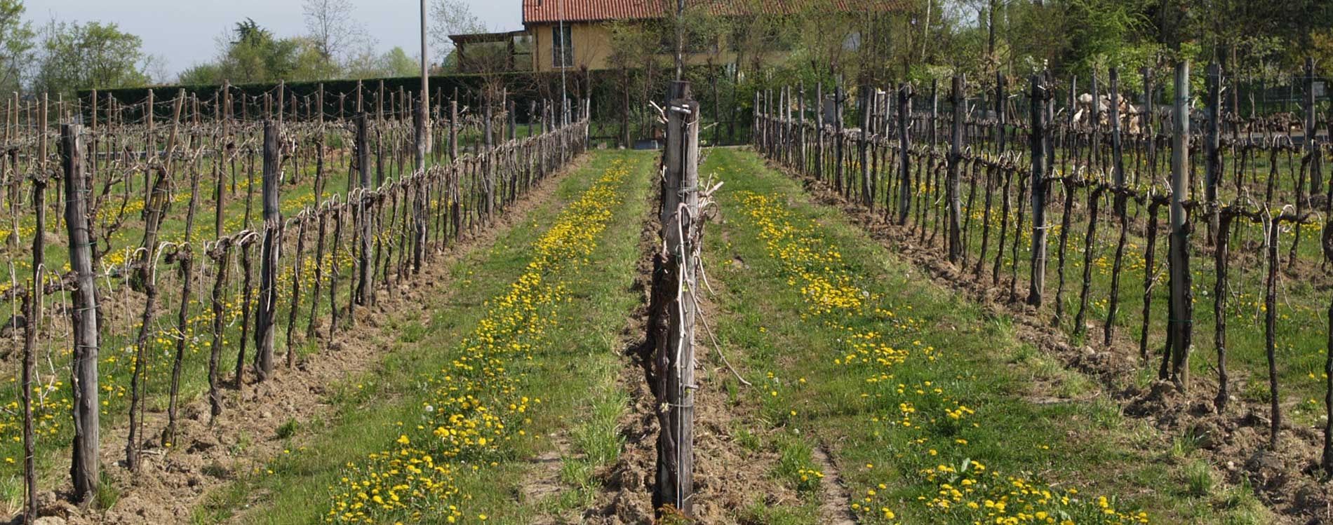 Territorio di produzione di vini rossi e bianchi del veneto: Gorgo al Monticano, in provincia di Treviso